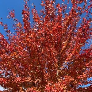 Thank you for visiting!